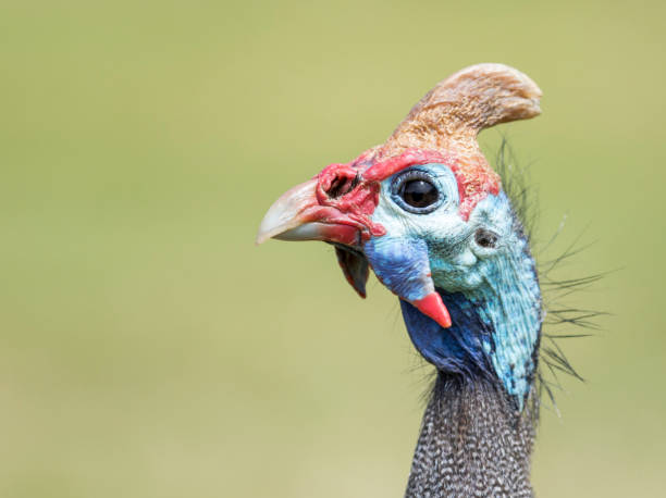 Helmeted Guineafowl with green blurry bokeh background stock photo