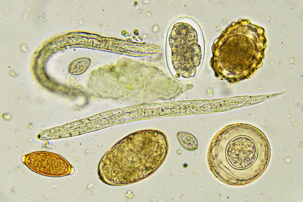 Helminthes in stool Helminthes in stool, analyze by microscope nematode worm stock pictures, royalty-free photos & images