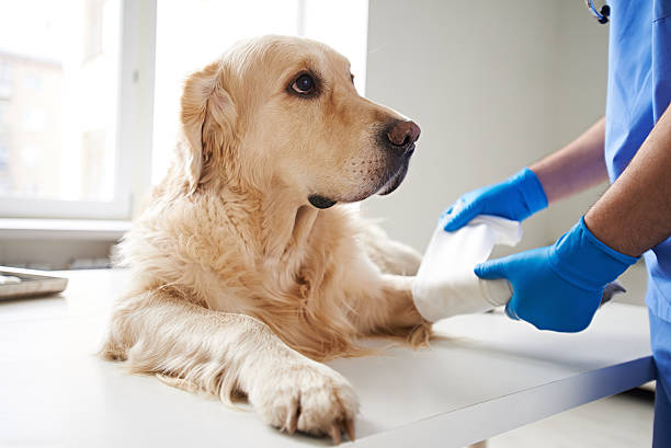 Veterinarian wrapping bandage around a dog's leg