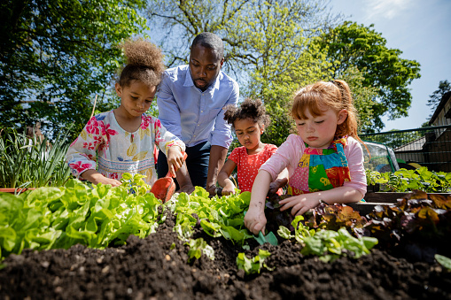 A low angle view of a teacher and three of his female pupils planting seedlings in a raised bed in the school garden in a school in Hexham in the North East of England. All three girls are using small gardening equipment to help plant.