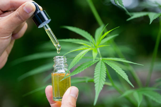 Hemp oil., Hand holding bottle of Cannabis oil against Marijuana plant, CBD oil pipette.  plant trichome stock pictures, royalty-free photos & images