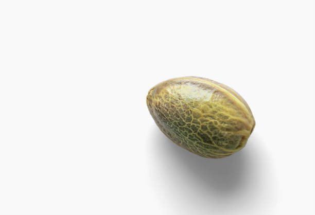 Hemp seed on a white background stock photo