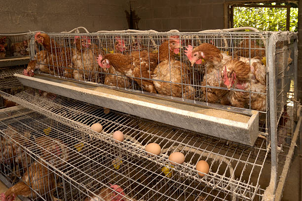 hen, chicken and eggs farm stock photo