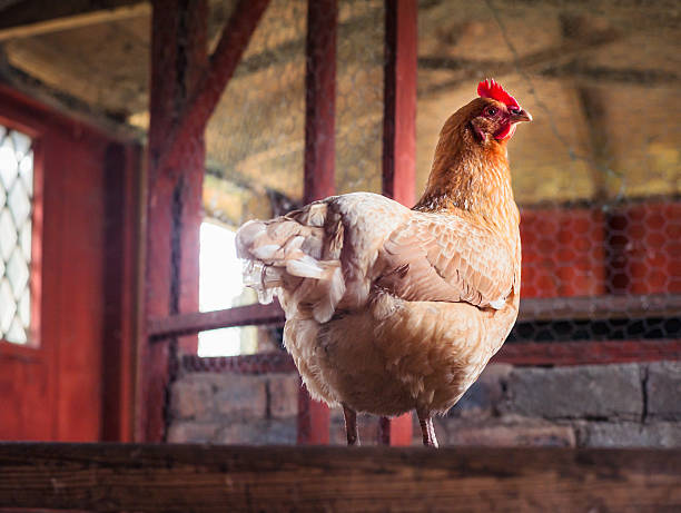 Hen in a rustic country chicken-coop A single chicken, standing on a perch in a rustic hen-house. chicken coop stock pictures, royalty-free photos & images