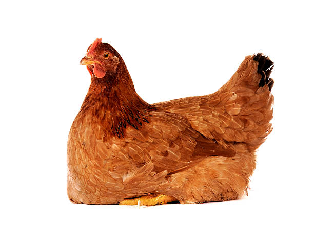 A Definitive Guide on Brooding Chickens in 2021