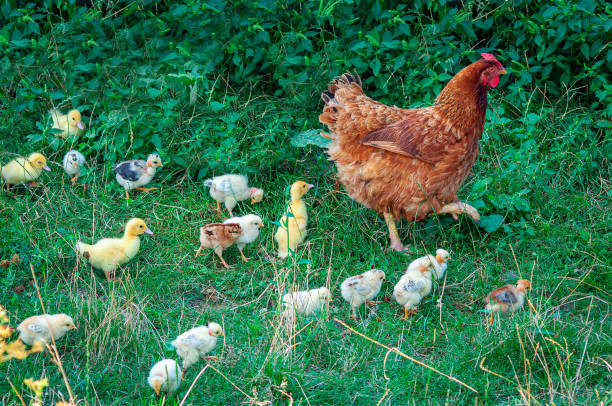 Hen with a brood of chickens and ducklings Hen with a brood of chickens and ducklings. gree porn stock pictures, royalty-free photos & images