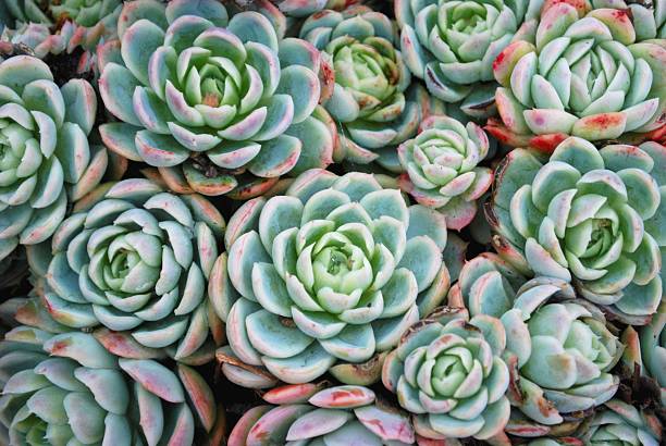 'Hens and Chicks' Succulent stock photo