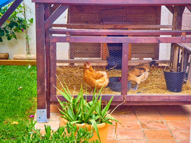 Hens eating in his chicken coop. Hens eating grain in his chicken coop. chicken coop stock pictures, royalty-free photos & images