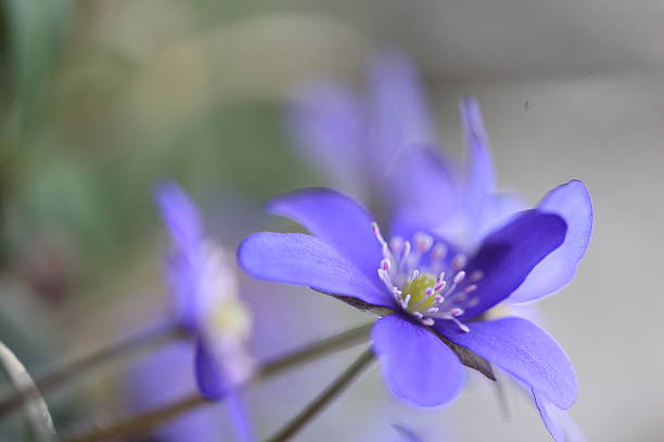 Hepatica Lilac stock photo