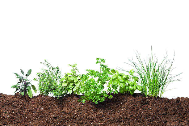 Photo of Herb Garden Seedling Plants Growing in Fresh Vegetable Gardening Dirt