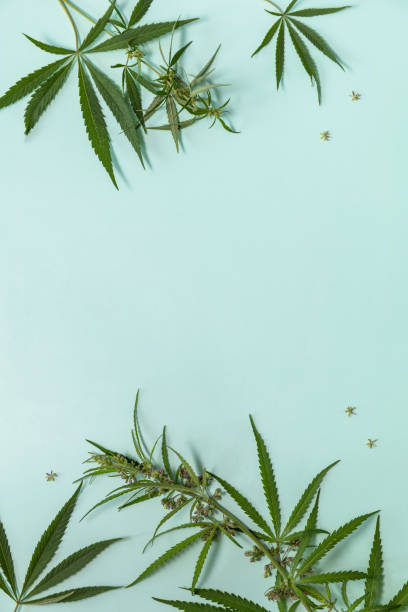 Herbal Alternative Medicine Concept. Blooming female marijuana flowers and leafs on green pastel background. Top view flat lay background. Copy space. stock photo