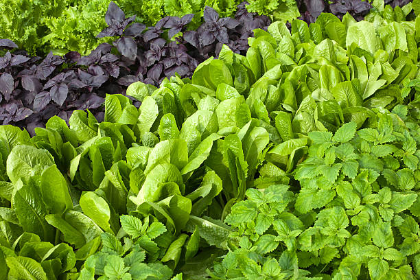Herbal background stock photo