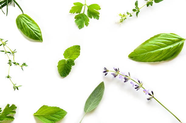 herbal leaves on white background stock photo