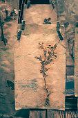 Herbalist workshop with dried plant cards for Halloween. Background for halloween.