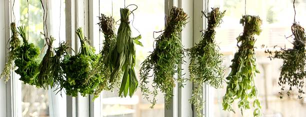 Herbs Drying Fresh home grown herbs hanging in bunches to dry. drying stock pictures, royalty-free photos & images