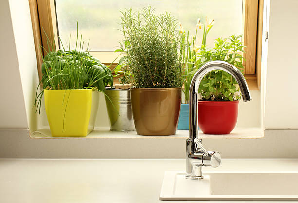 herbs growing in kitchen stock photo