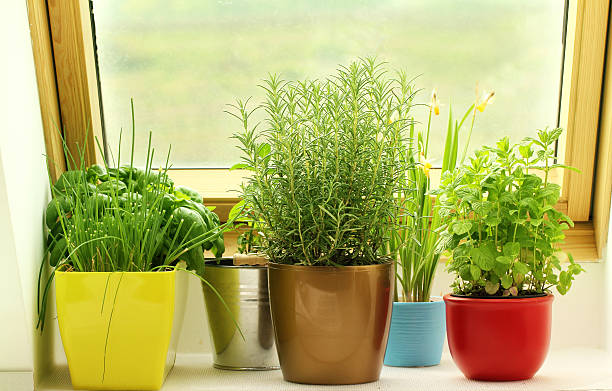herbs growing on window stock photo
