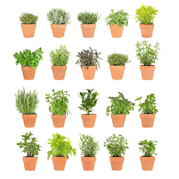 herbs in pots - basil plant stockfoto's en -beelden