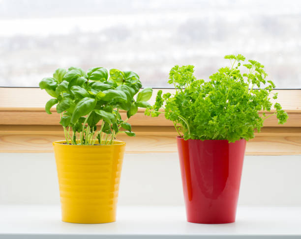 herbs on kitchen window stock photo