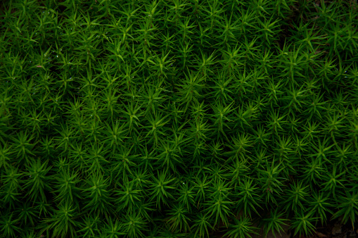 Background in green from forest and field