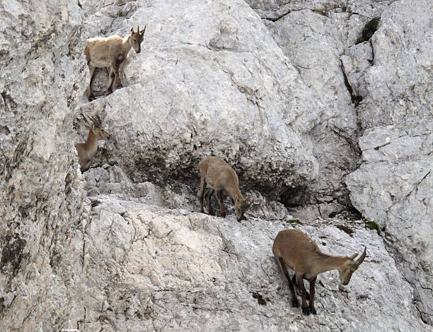 Herd of Alpine Ibex in Julian Alps stock photo