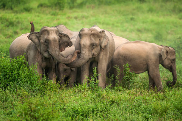 A herd of Asian Elephant protective a newborn elephant calf. stock photo