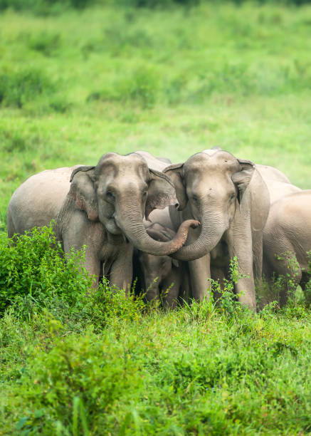 A herd of Asian Elephants are protectively a newborn elephant calf in the plain. stock photo