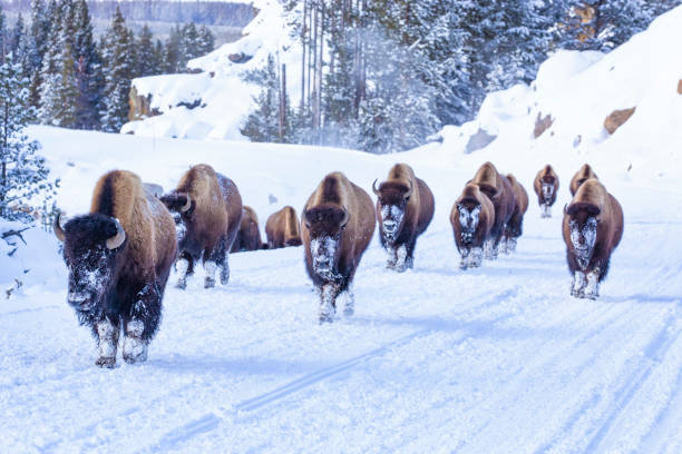 herd of bison on a park road in yellowstone national park - buffalo stok fotoğraflar ve resimler