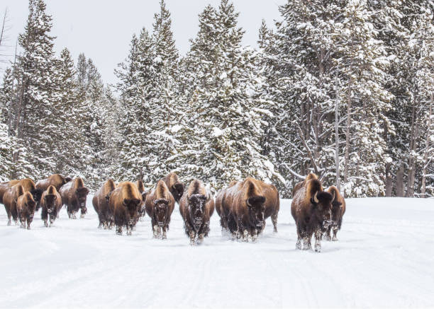 стадо бизонов на заснеженной дороге йеллоустонского национального парка - buffalo стоковые фото и изображения