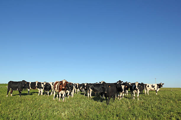 vacas preto e branco, em uma fazenda na zona rural dos estados unidos. - gado brasil - fotografias e filmes do acervo