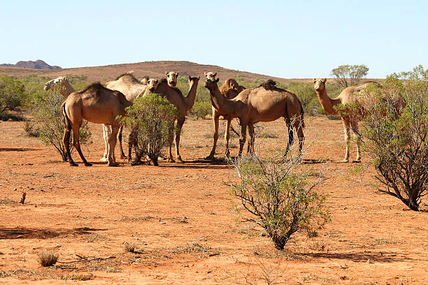 Herd of Camels stock photo