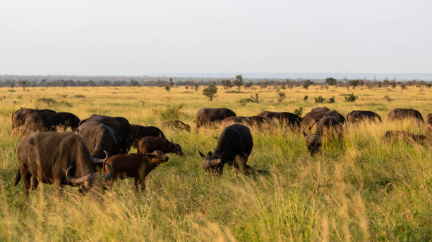 Herd of Cape Buffalo stock photo