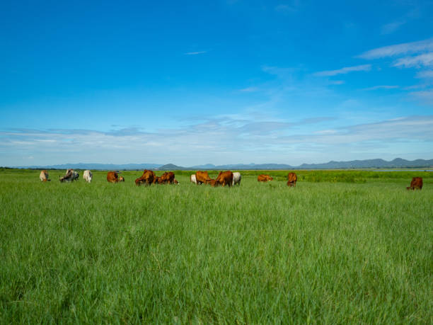 Herd of cattle eating green grass In the grazing field Of farmers in Thailand During the harvest season. Animal husbandry concept stock photo