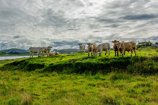 Herd Of Cattle On Pasture In Ireland stock photo