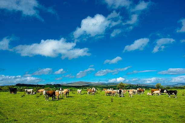 Herd of Cattle on Sunny Pasture stock photo
