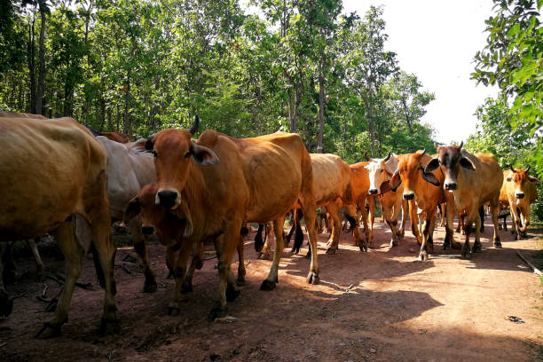 стадо коров идет на поиск пищи в лесу. тайский скотоводов естественным образом - buffalo стоковые фото и изображения