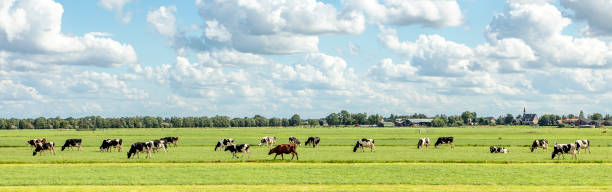 Herd of cows grazing in the field, peaceful and sunny in Dutch landscape of flat land with a blue sky with clouds on the horizon, wide view Group of cows grazing in the pasture, peaceful and sunny in landscape of flat land with a blue sky with clouds on the horizon, wide view dairy farm stock pictures, royalty-free photos & images