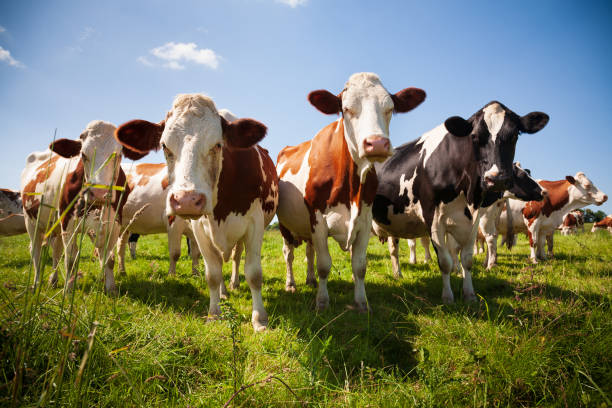 Herd of cows in the green pasture stock photo