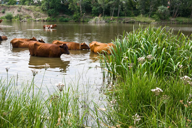 Herd of cows in the river stock photo