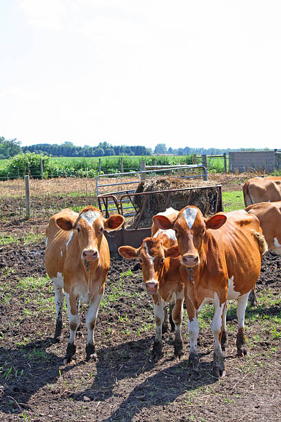 Herd of Cows Looking stock photo