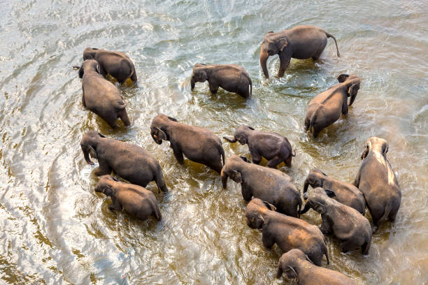 Herd of elephants in Sri Lanka stock photo