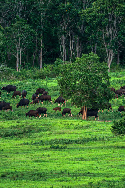 A herd of Gaur graze on the green grassland on the rainy season. stock photo