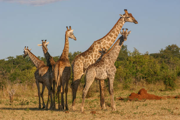 A herd of giraffe in the african bush stock photo