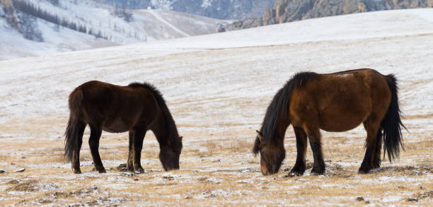 Herd of Horses at Gorkhi-Terelj National Park at Ulaanbaatar, Mongolia. Winter Jan 25 2019. stock photo