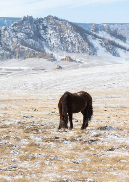 Herd of Horses at Gorkhi-Terelj National Park at Ulaanbaatar, Mongolia. Winter Jan 25 2019. stock photo