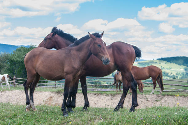Herd of horses graze on the grass in a village stock photo