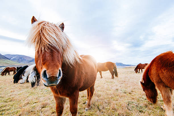 herd of horses in iceland, on saefellsnes peninsula in north - ijslandse paarden stockfoto's en -beelden