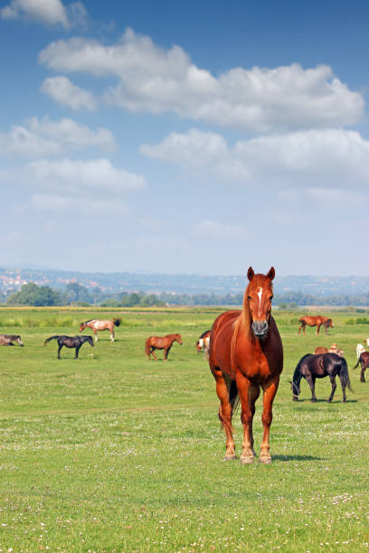 besättningen av hästar i hage vårsäsongen - häst jordbruk bildbanksfoton och bilder
