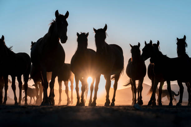 en flock hästar som springer på sandstormen. vild häst - shodography bildbanksfoton och bilder