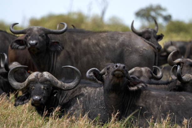 herd of kaffir buffalo with one of them raising its neck in the foreground in the masai mara, kenya stock photo